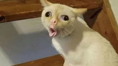 1551479976128532412.png