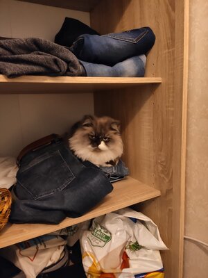 кот.jpeg