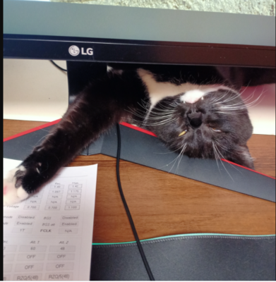 кот.PNG