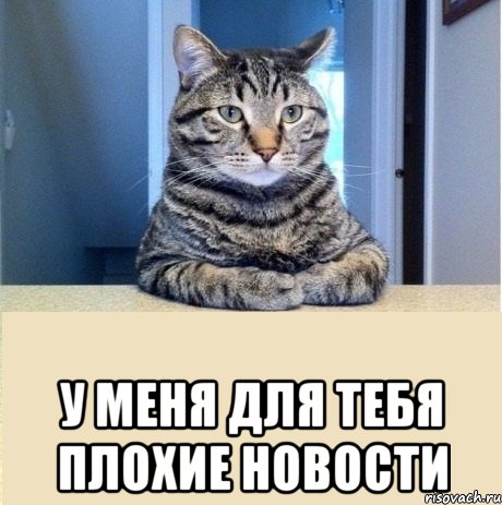 sereznyy-kot_22236761_orig_.jpeg