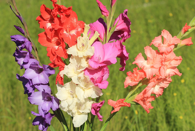 1661536722_11-klubmama-ru-p-podelka-gladiolus-foto-11.png