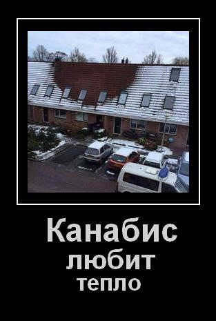 Канабис любит тепло.jpg
