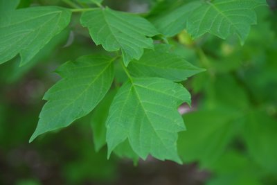 DSC_4787.JPG