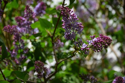 DSC_4899.JPG