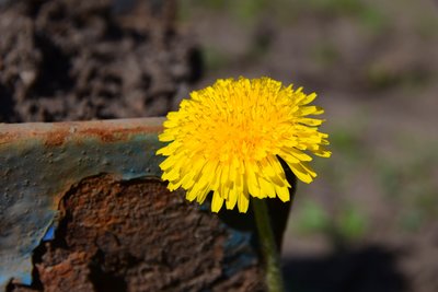 DSC_5113.JPG