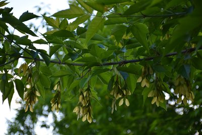 DSC_6585.JPG