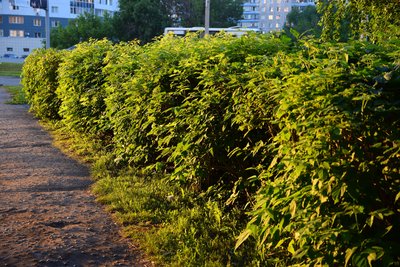 DSC_7125.JPG