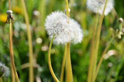 DSC_9204.JPG