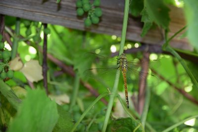 DSC_0115.JPG