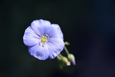DSC_0172.JPG