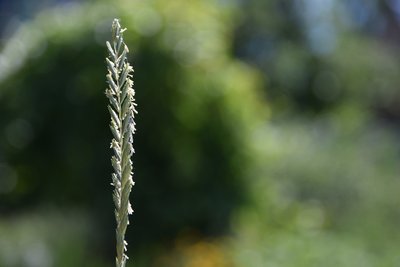 DSC_0201.JPG