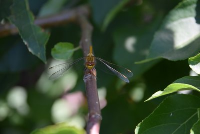 DSC_0226.JPG