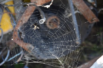 DSC_0241.JPG