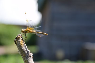 DSC_0252.JPG
