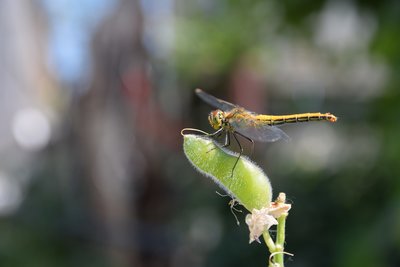 DSC_0388.JPG
