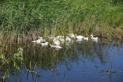 DSC_0733.JPG