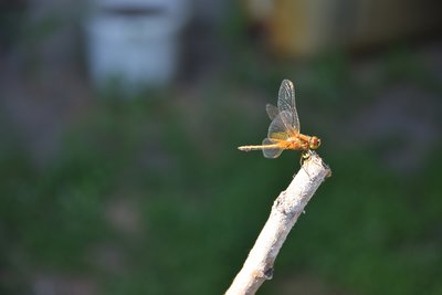 DSC_8982.JPG