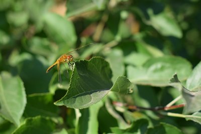 DSC_9219.JPG