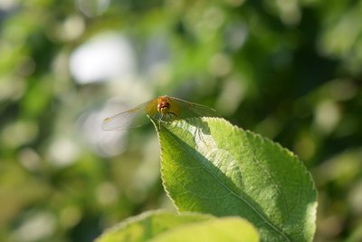 DSC_9241.JPG