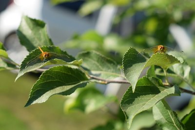 DSC_9270.JPG