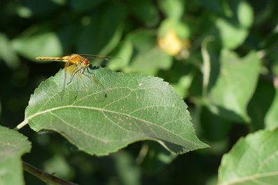 DSC_9279.JPG