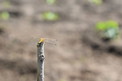 DSC_9616.JPG