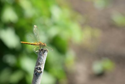DSC_9623.JPG