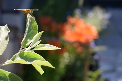 DSC_9860.JPG