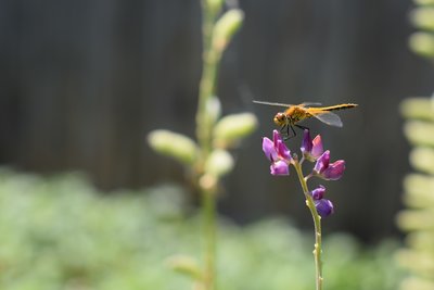 DSC_9900.JPG