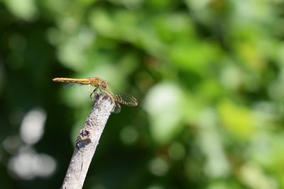 DSC_9959.JPG