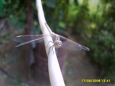 17.09.2006 - 13;41;05.JPG