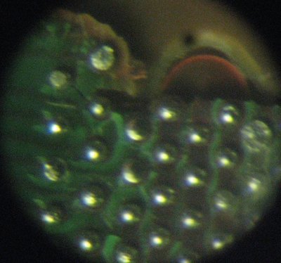 бга шары prescott под микроскопом.JPG